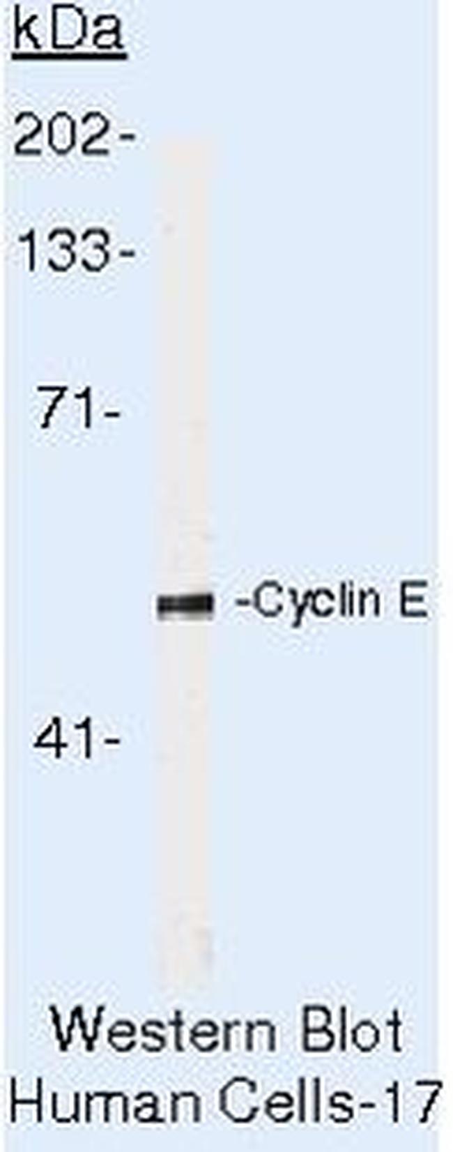 Cyclin E Antibody in Western Blot (WB)