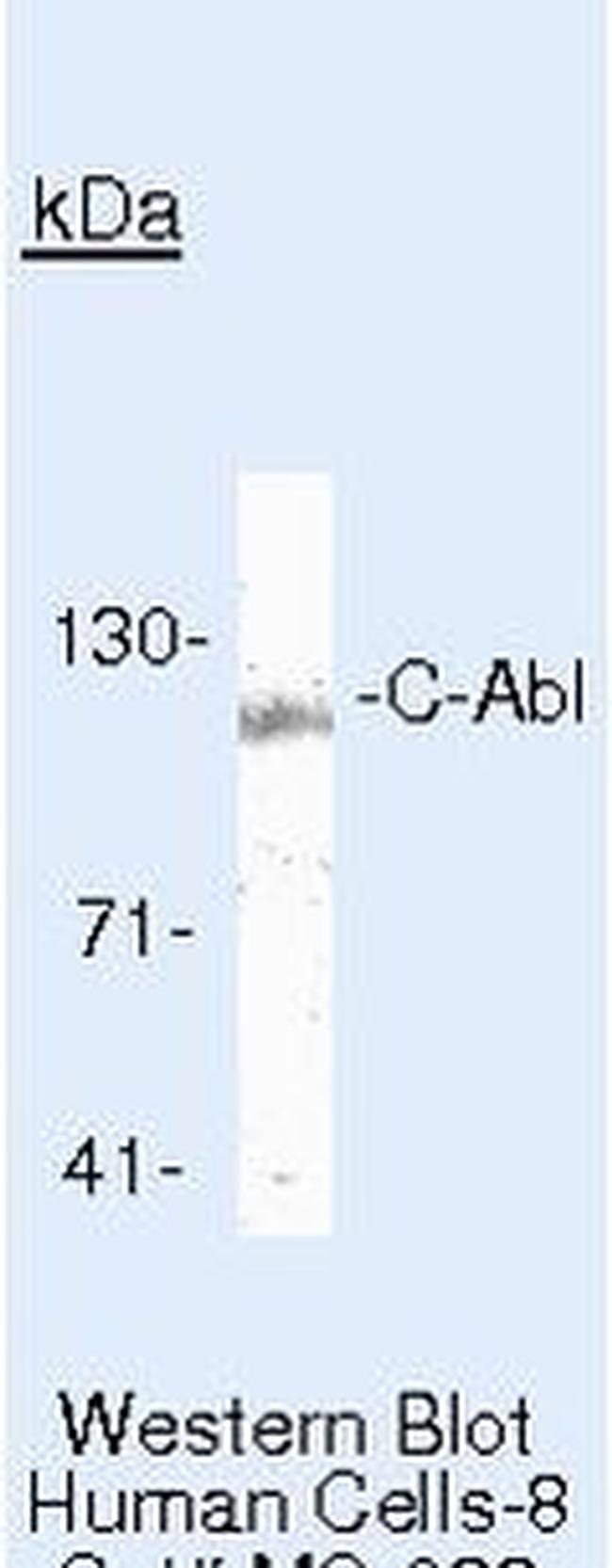 c-Abl Antibody in Western Blot (WB)