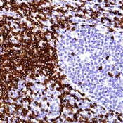 CD3e Antibody in Immunohistochemistry (Paraffin) (IHC (P))