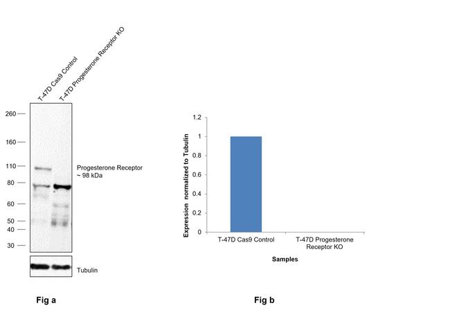 Progesterone Receptor Antibody in Western Blot (WB)