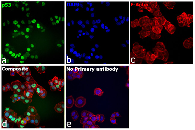 p53 Antibody in Immunocytochemistry (ICC/IF)