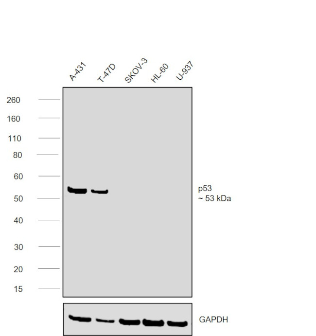 p53 Antibody