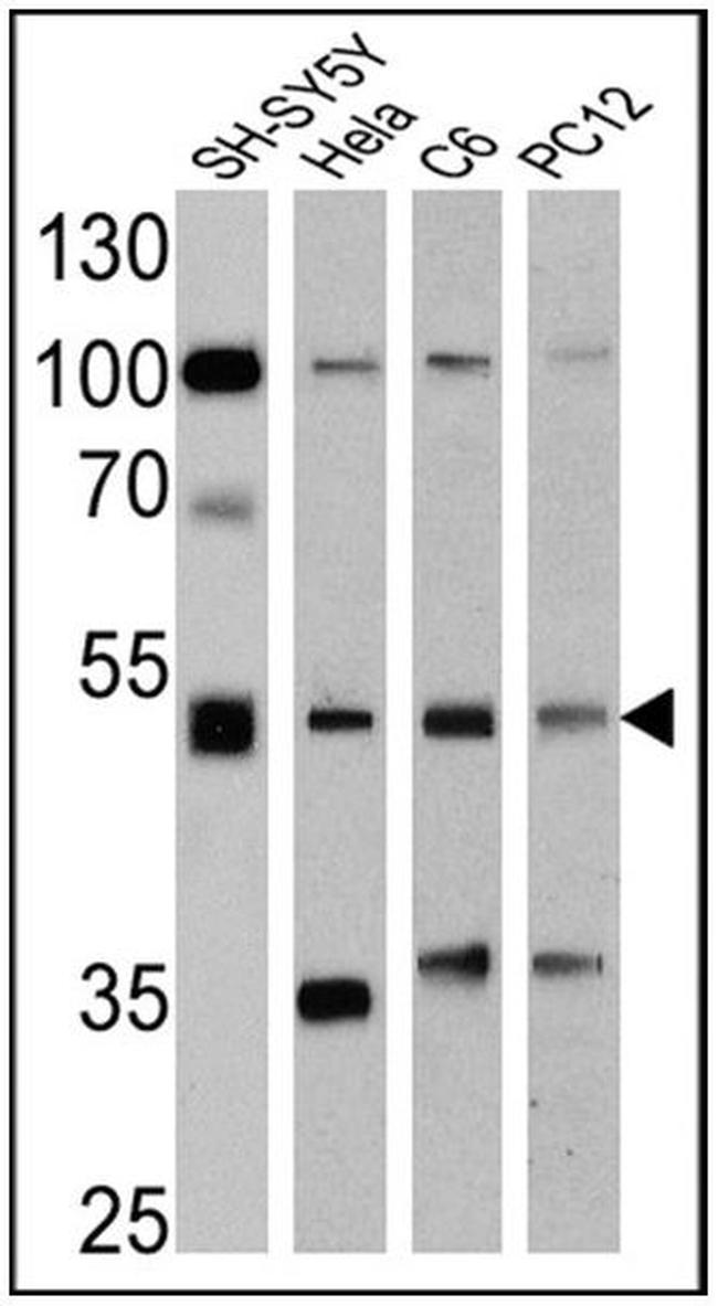 Chromogranin A Antibody in Western Blot (WB)