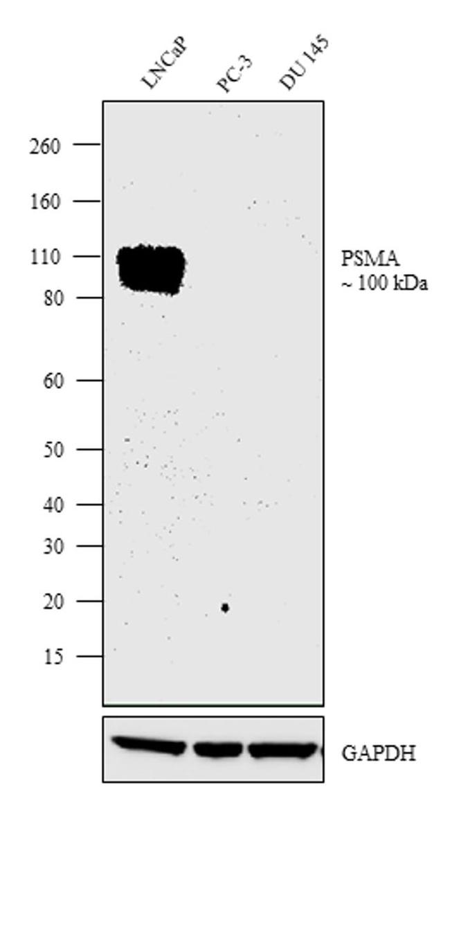 PSMA Antibody in Western Blot (WB)