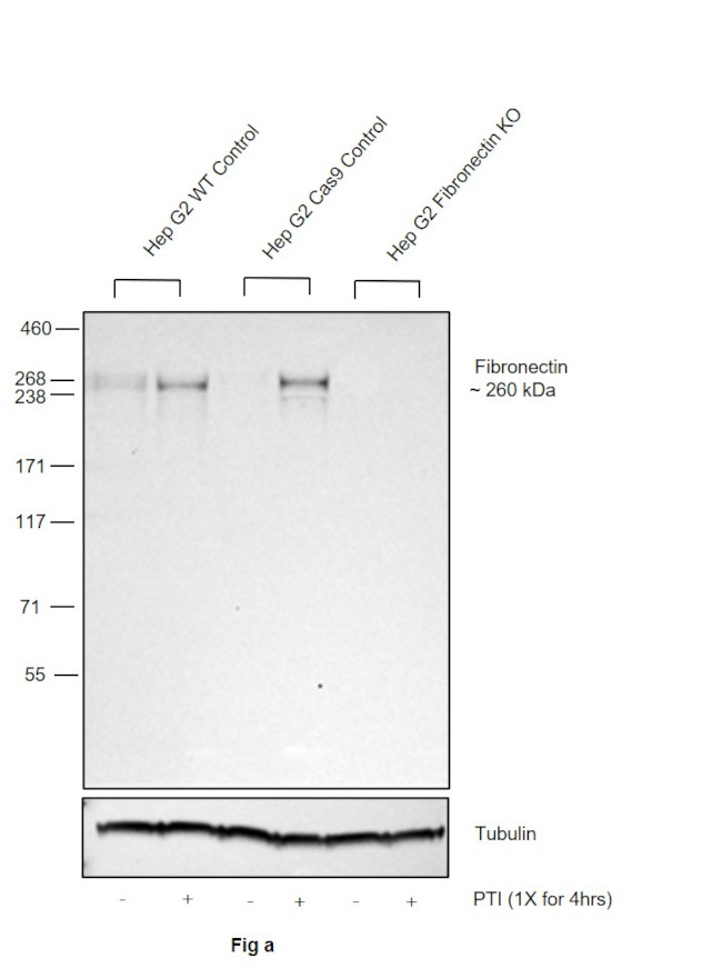 Fibronectin Antibody