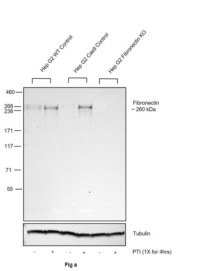 Fibronectin Antibody in Western Blot (WB)