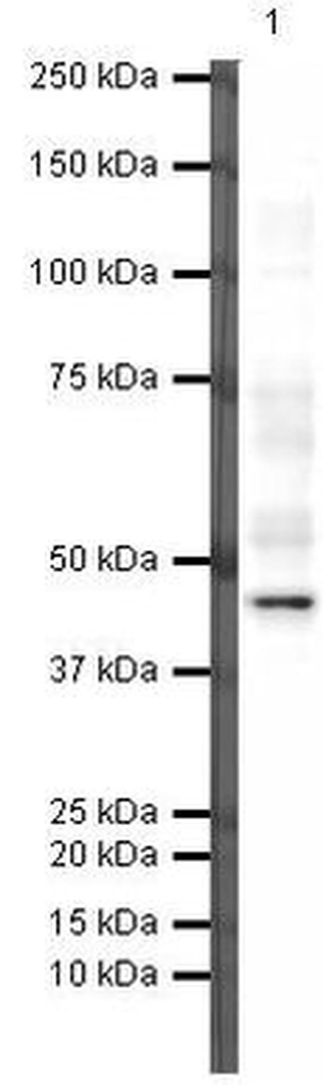 PAX5 Antibody in Western Blot (WB)