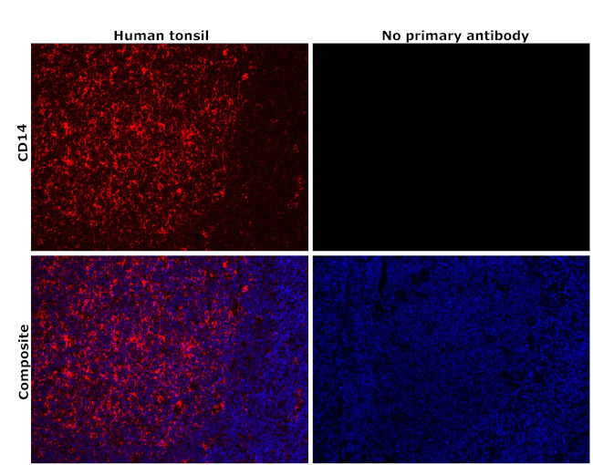 CD14 Antibody in Immunohistochemistry (Paraffin) (IHC (P))