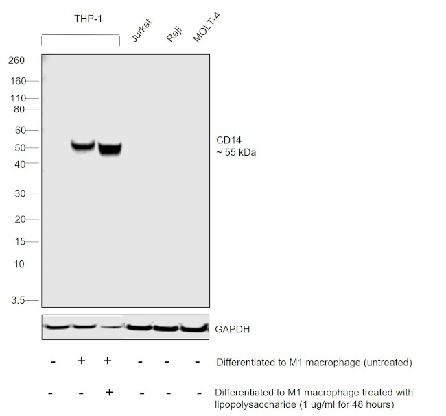 CD14 Antibody