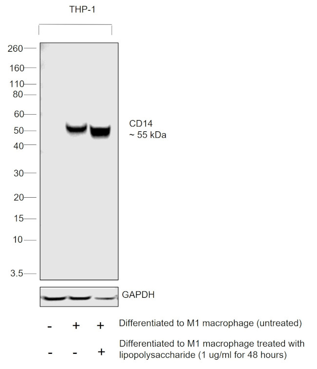 CD14 Antibody