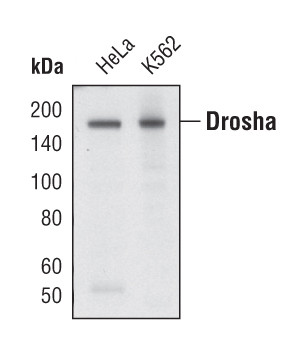 Drosha Antibody in Western Blot (WB)