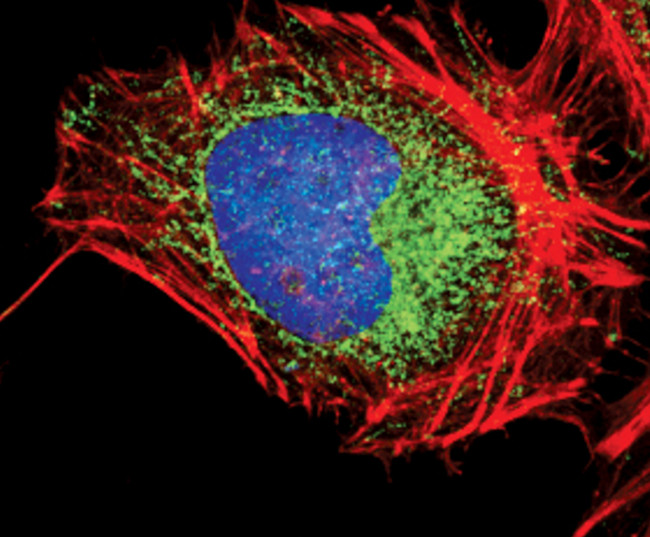 HK1 Antibody in Immunocytochemistry (ICC/IF)