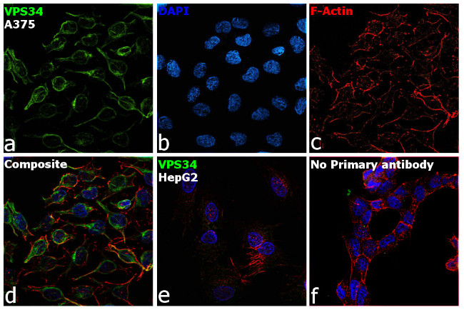 VPS34 Antibody in Immunocytochemistry (ICC/IF)