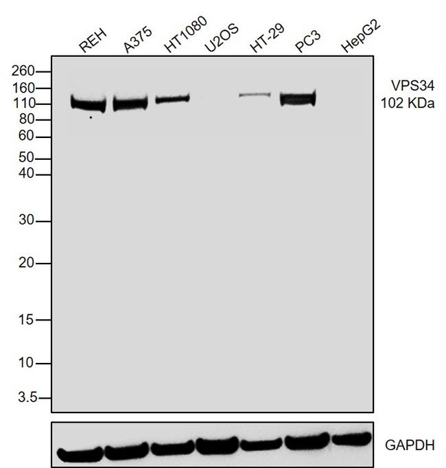 VPS34 Antibody in Western Blot (WB)