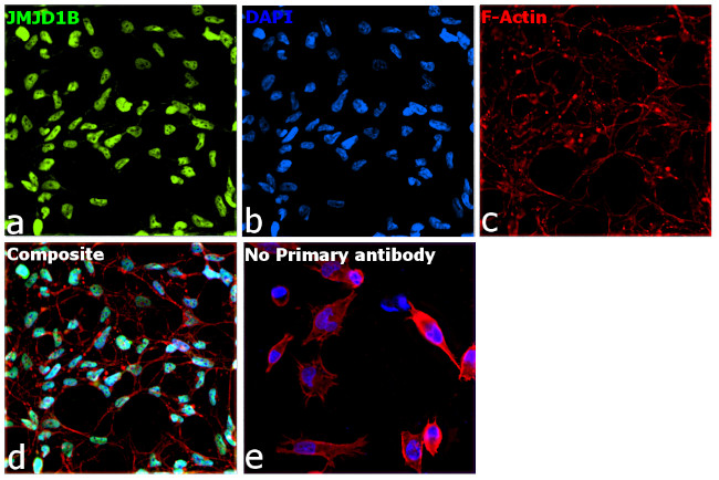 JMJD1B Antibody in Immunocytochemistry (ICC/IF)