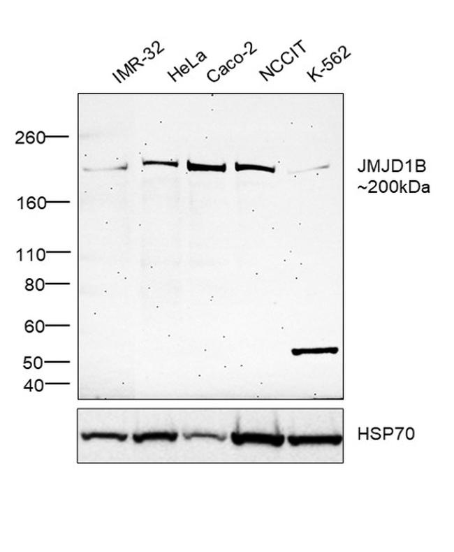 JMJD1B Antibody in Western Blot (WB)