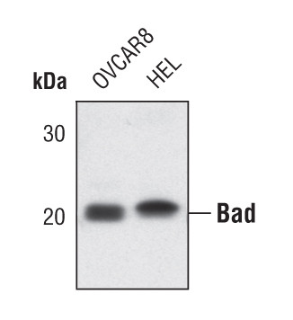 BAD Antibody in Western Blot (WB)