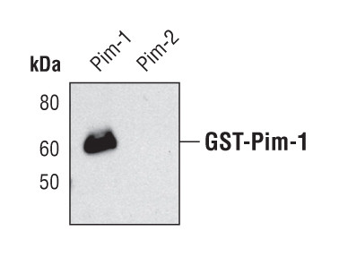 PIM1 Antibody in Western Blot (WB)