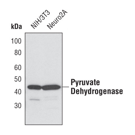 PDHA1 Antibody in Western Blot (WB)