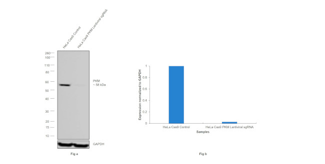 PKM1/PKM2 Antibody