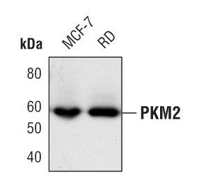 PKM1/PKM2 Antibody in Western Blot (WB)