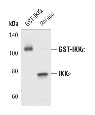 IKK epsilon Antibody in Western Blot (WB)