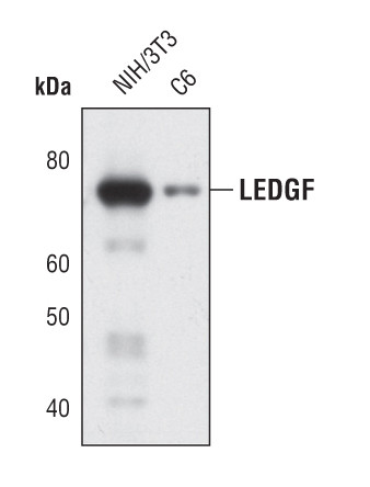 PSIP1 Antibody in Western Blot (WB)