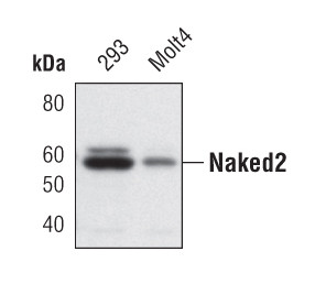 Naked2 Antibody in Western Blot (WB)