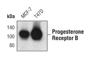 Progesterone Receptor Antibody in Western Blot (WB)