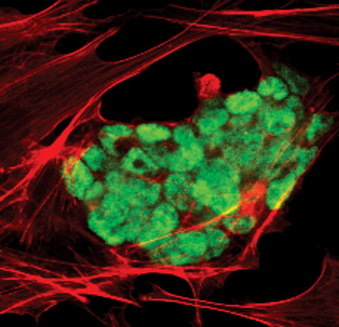 OCT4 Antibody in Immunocytochemistry (ICC/IF)