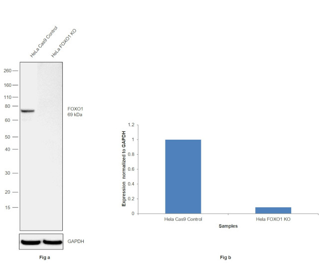 FOXO1 Antibody