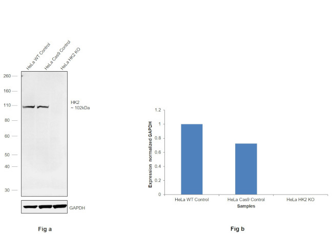 HK2 Antibody