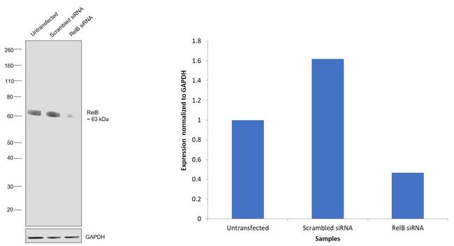 RelB Antibody in Western Blot (WB)