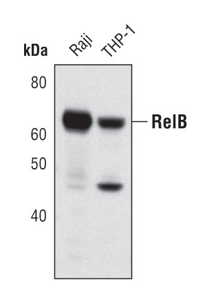 RelB Antibody in Western Blot (WB)