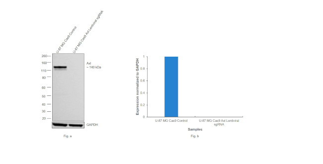 Axl Antibody