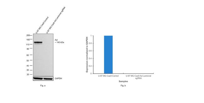 Axl Antibody in Western Blot (WB)