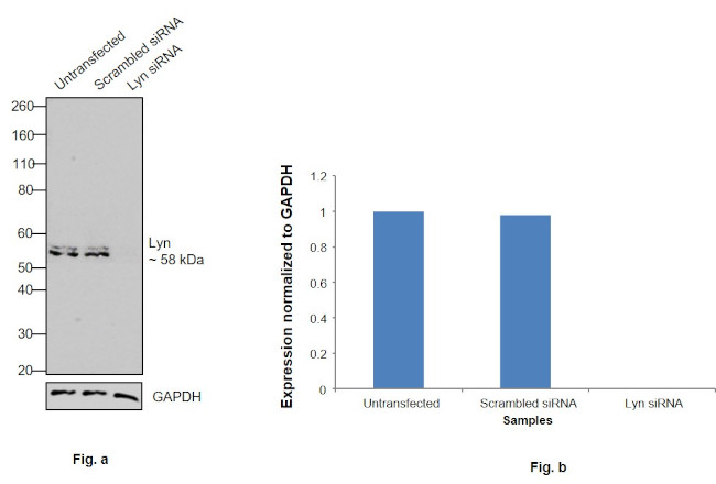 Lyn Antibody