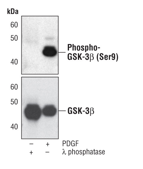 Phospho-GSK3B (Ser9) Antibody in Western Blot (WB)