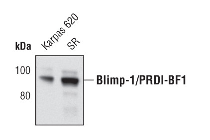 Blimp-1 Antibody in Western Blot (WB)