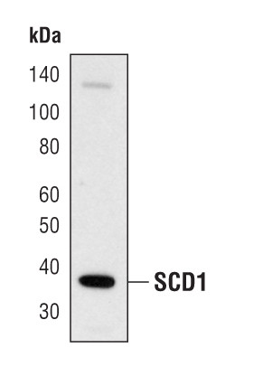 SCD Antibody in Western Blot (WB)