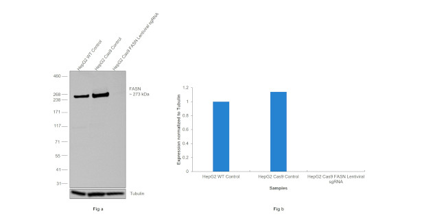 FASN Antibody