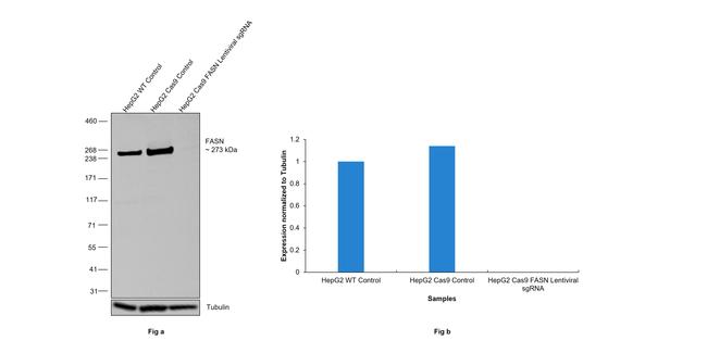 FASN Antibody in Western Blot (WB)