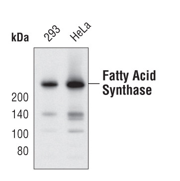 FASN Antibody in Western Blot (WB)