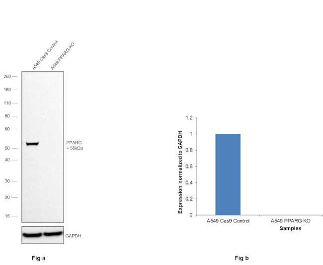 PPAR gamma Antibody