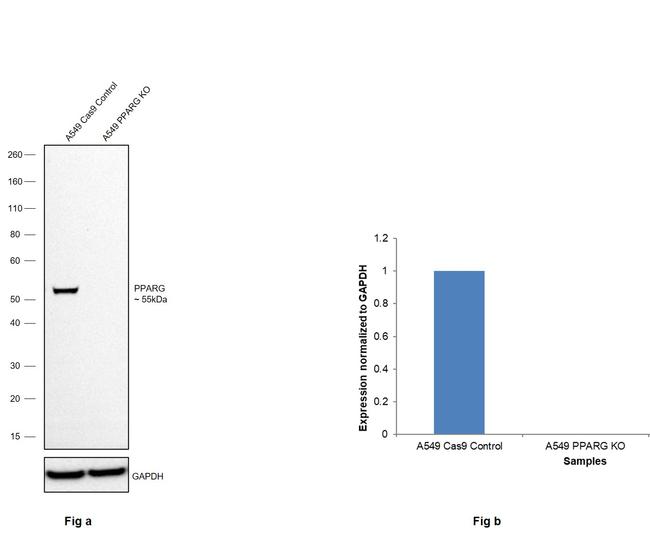 PPAR gamma Antibody in Western Blot (WB)