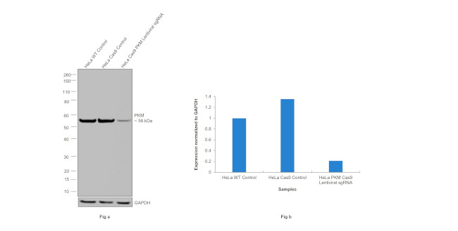 PKM2 Antibody in Western Blot (WB)