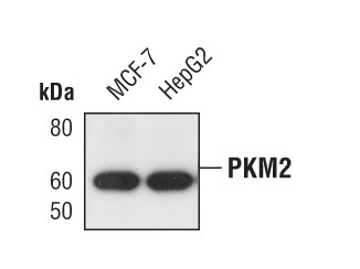 PKM2 Antibody in Western Blot (WB)