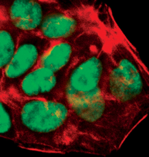 HNF4A Antibody in Immunocytochemistry (ICC/IF)