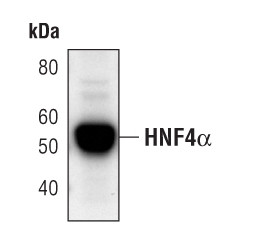 HNF4A Antibody in Western Blot (WB)