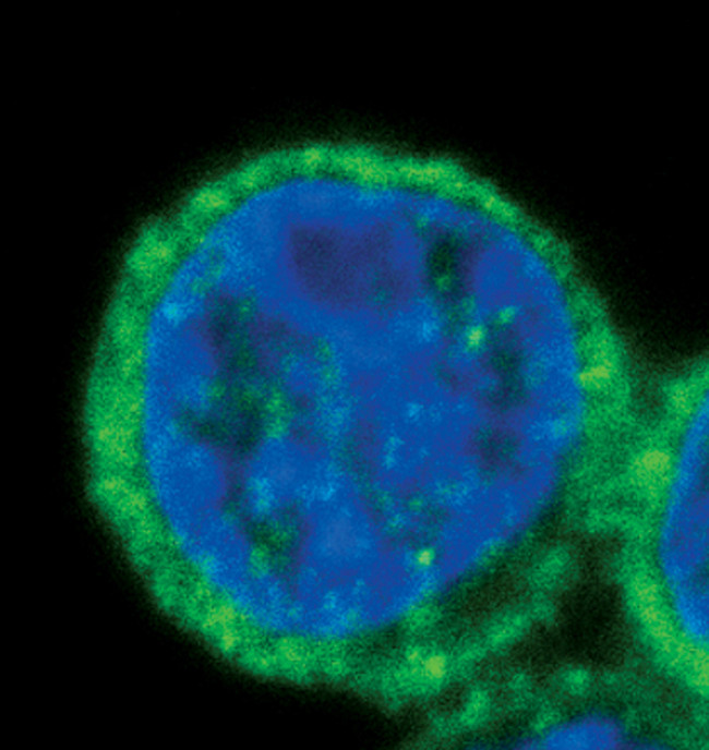 SHIP1 Antibody in Immunocytochemistry (ICC/IF)